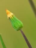 Dandelion Bud