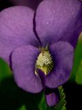 Wild Violet