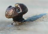 Rusty Screw