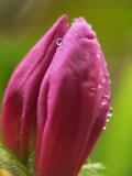 Azalea Buds