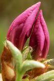Azalea Buds