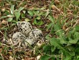 The Nest