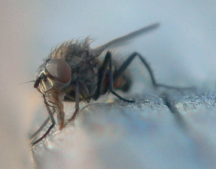 Baby Fly