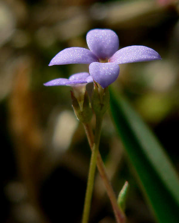 Bluets