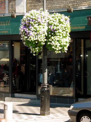 Lampost with Flowers