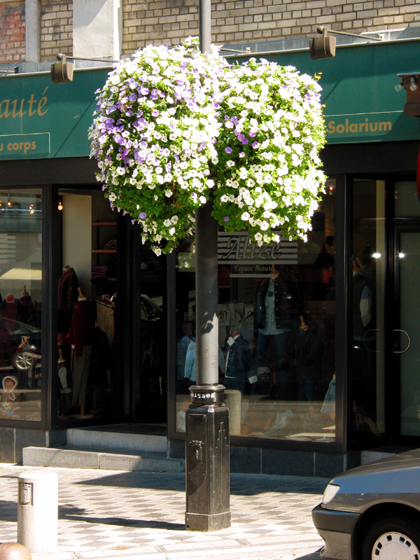 Lampost with Flowers