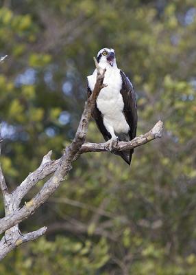 Osprey