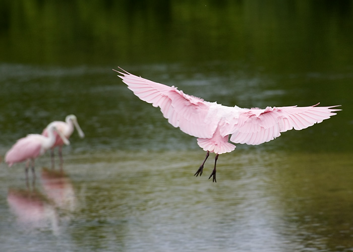 Spoonbill Joining Friends