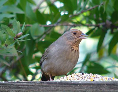 California Towhee with Neck Spots