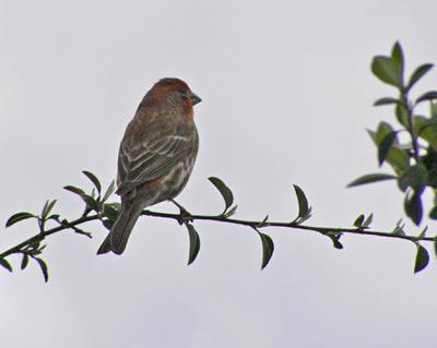 House Finch