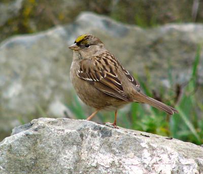 Golden Crowned Sparrow on Rock