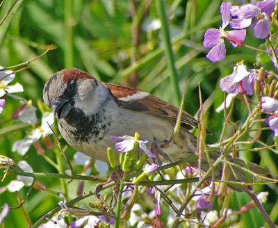 House Sparrow Closeup