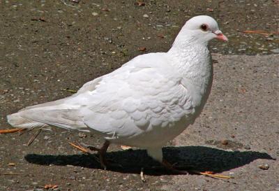 White Pigeon