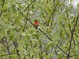 Allans Hummingbird