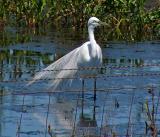 Great Egret at Fence