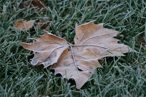 leaf.gif