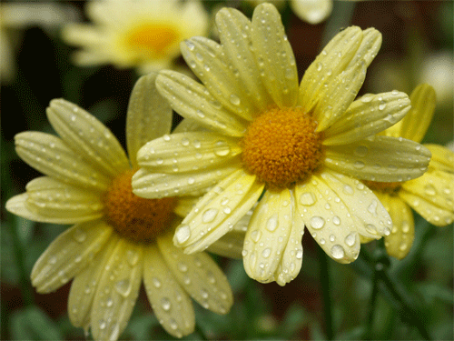 flowers.gif