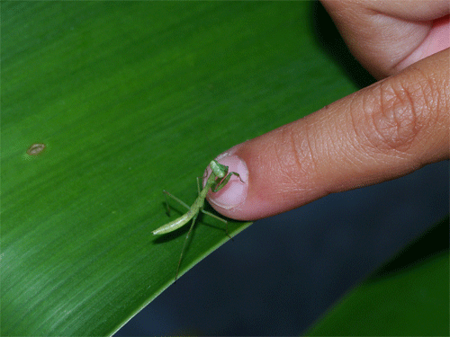 baby_mantis.gif