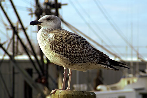 Seagull