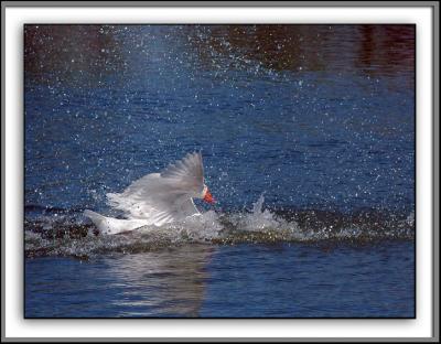 The Chase
