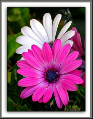 Pink and White African Daisies