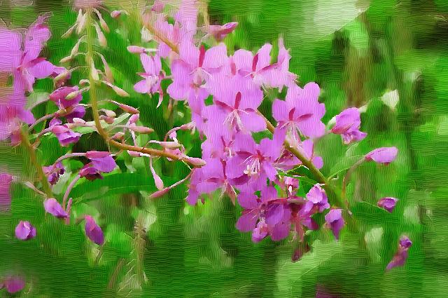 Meadow Art 01
