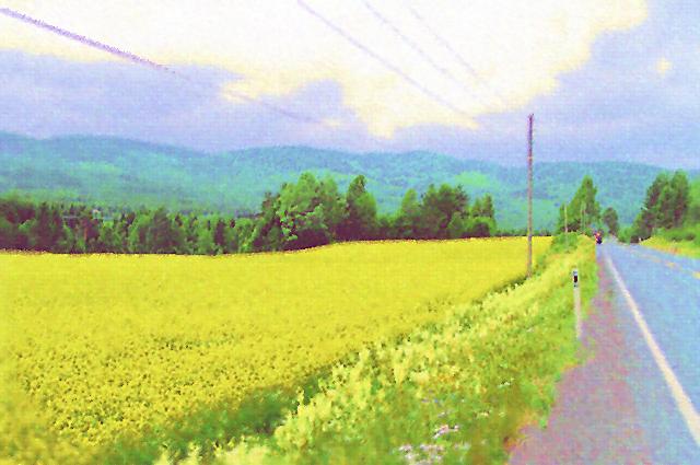 Yellow Field  03