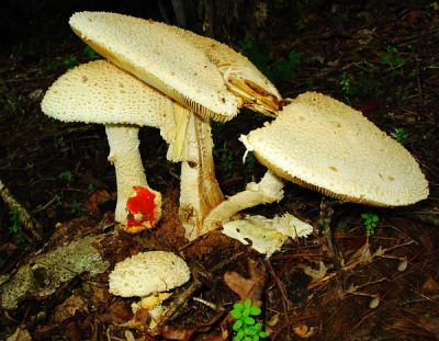 Shroon Cluster