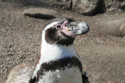 Humbolt Pinguin
