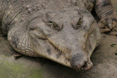 African Slender-Snouted Crocodile