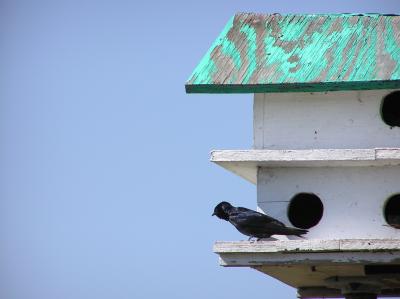 Purple Martin