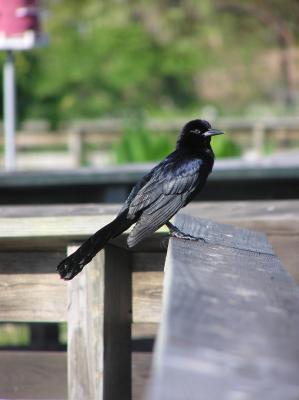 Grackle