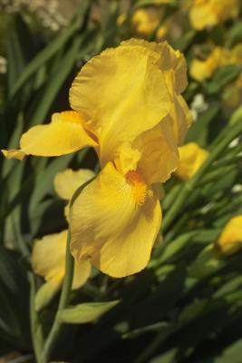 IMG00007yellow iris.jpg