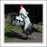 Cock crowing, Rural Life Museum, Glastonbury, Somerset