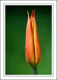 Slim tulip, Chalice Well garden, Glastonbury