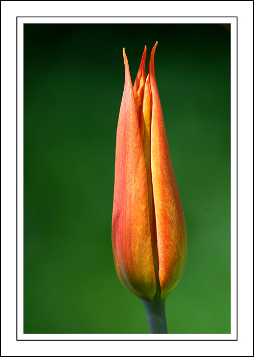 Slim tulip, Chalice Well garden, Glastonbury