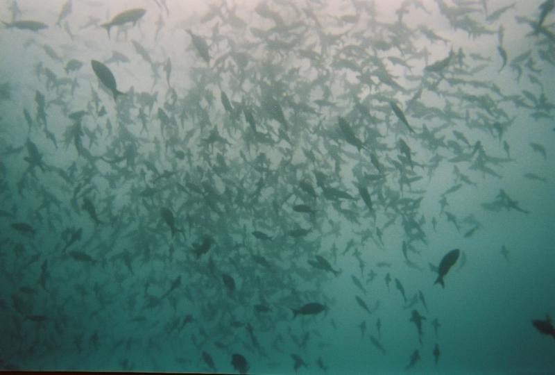 Billions of fish