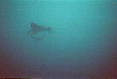 Spotted eagle ray