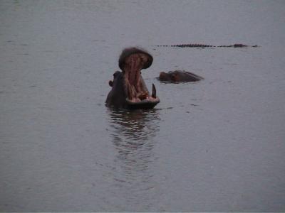 Hippo and Croc