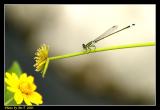 Crop_DSCF0007.jpg