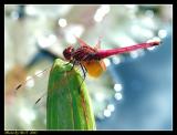 Crop_DSCF0127.jpg