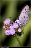 sǽ Common Hedge Blue (Acytolepis puspa)