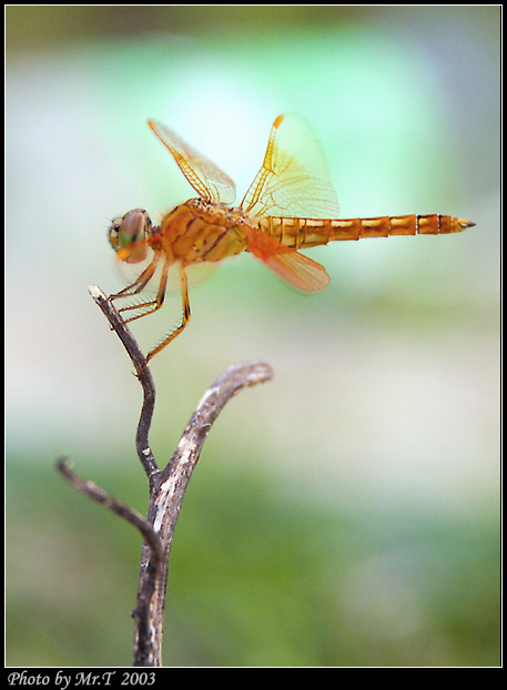 DSCF0478.jpg