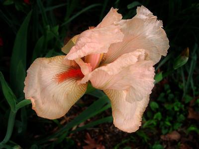 Iris