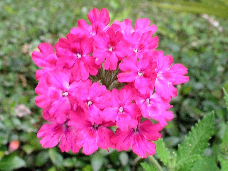 Verbena