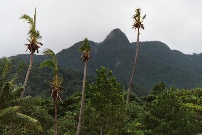 Palms and Mountains on the coast, Koh Chang, Trat