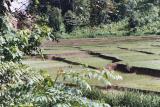 Rice Patties, west of Mae Hong Son
