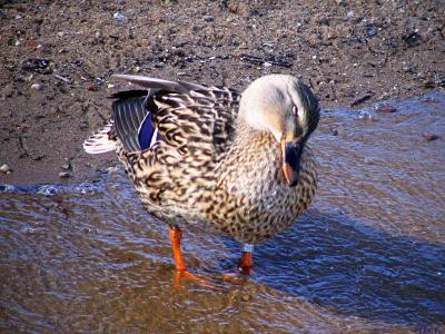 Ever see a coy duck.jpg(281)