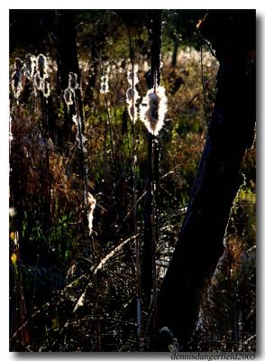 cattails by dennis dnagerfield