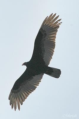 Buzzard Span